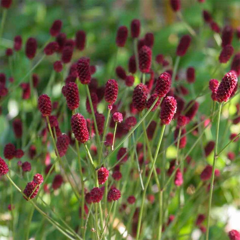 Sanguisorba officinalis ‘Tanna’