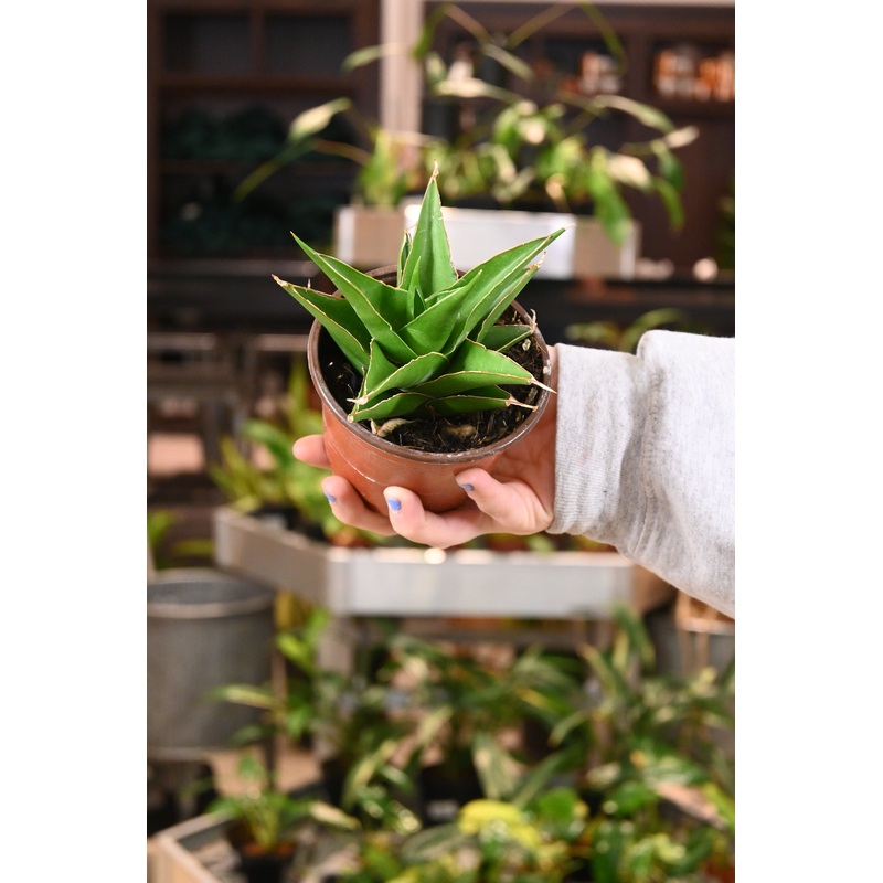 Sansevieria Green Tower|4″