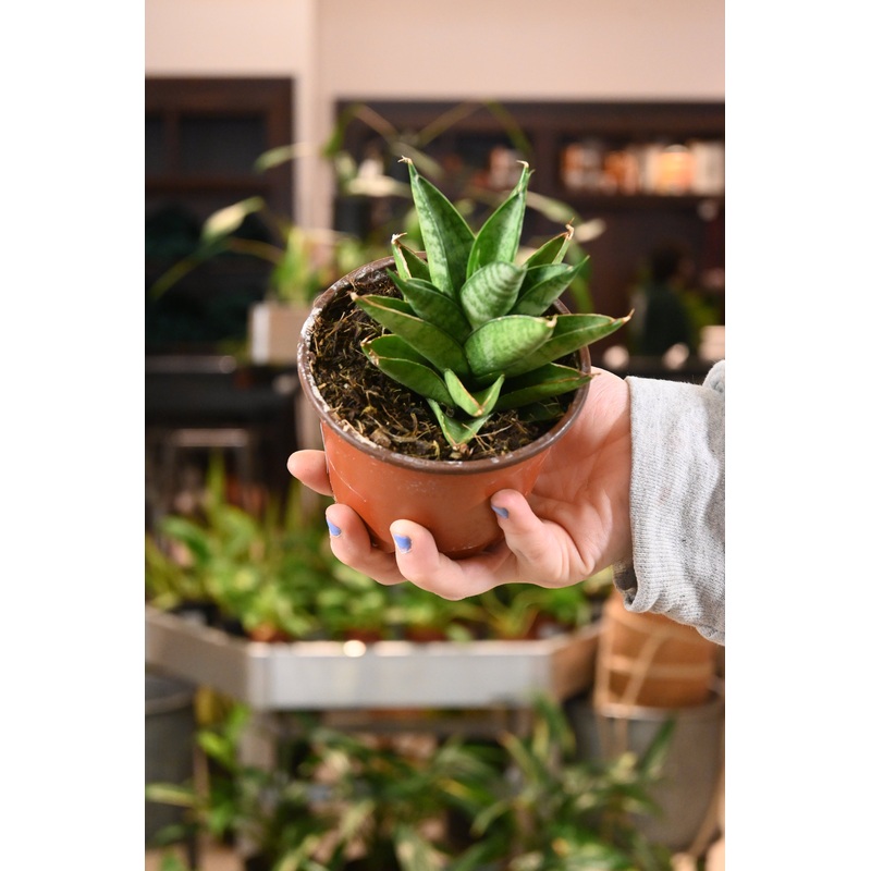 Sansevieria Tower Thai|4″