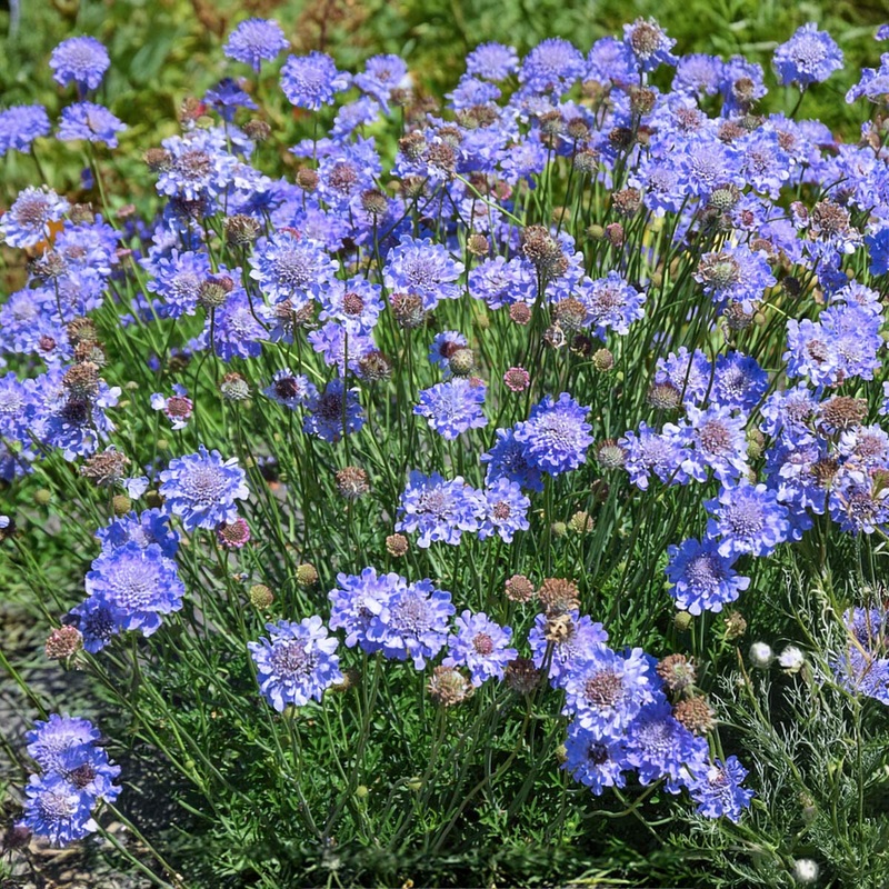 Scabiosa incisa ‘Kudo Blue’|2 litre
