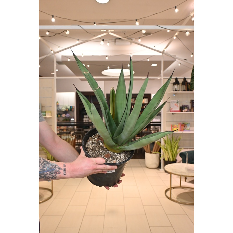 Sharkskin Agave *No Shipping*|10″