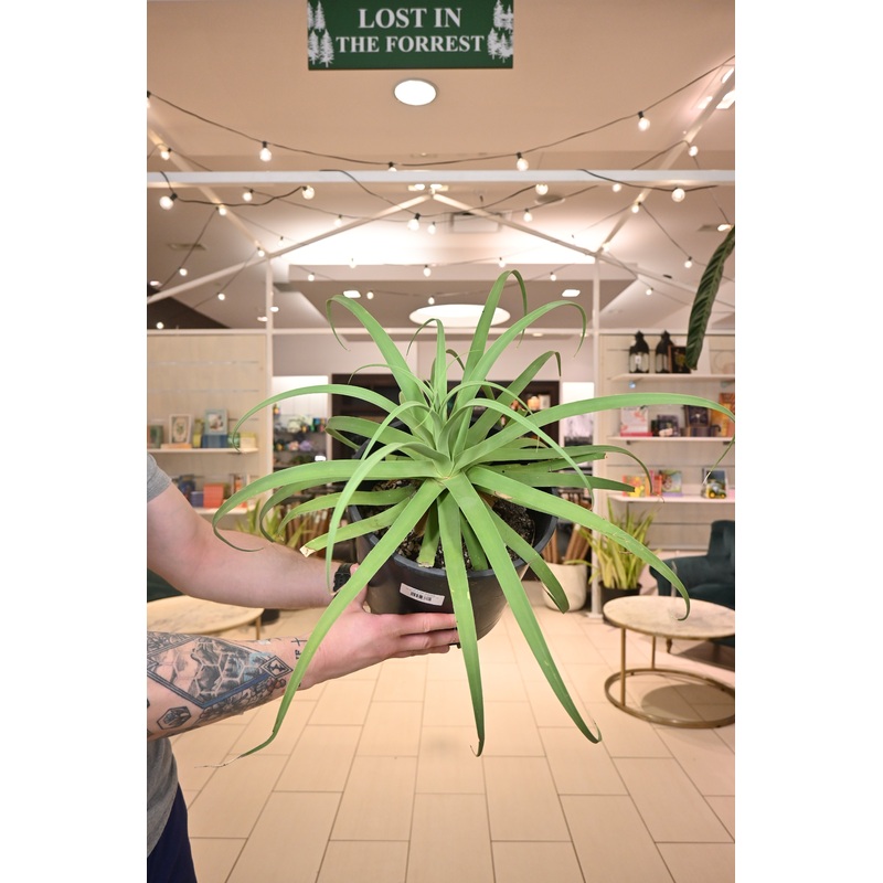 Squid Agave *No Shipping*|10″