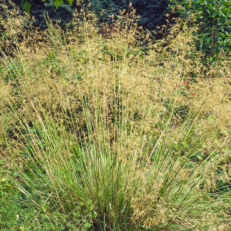 Stipa gigantea|2 litre