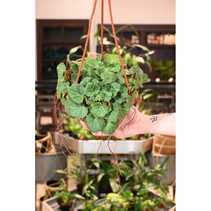 Strawberry Begonia|6″ HB