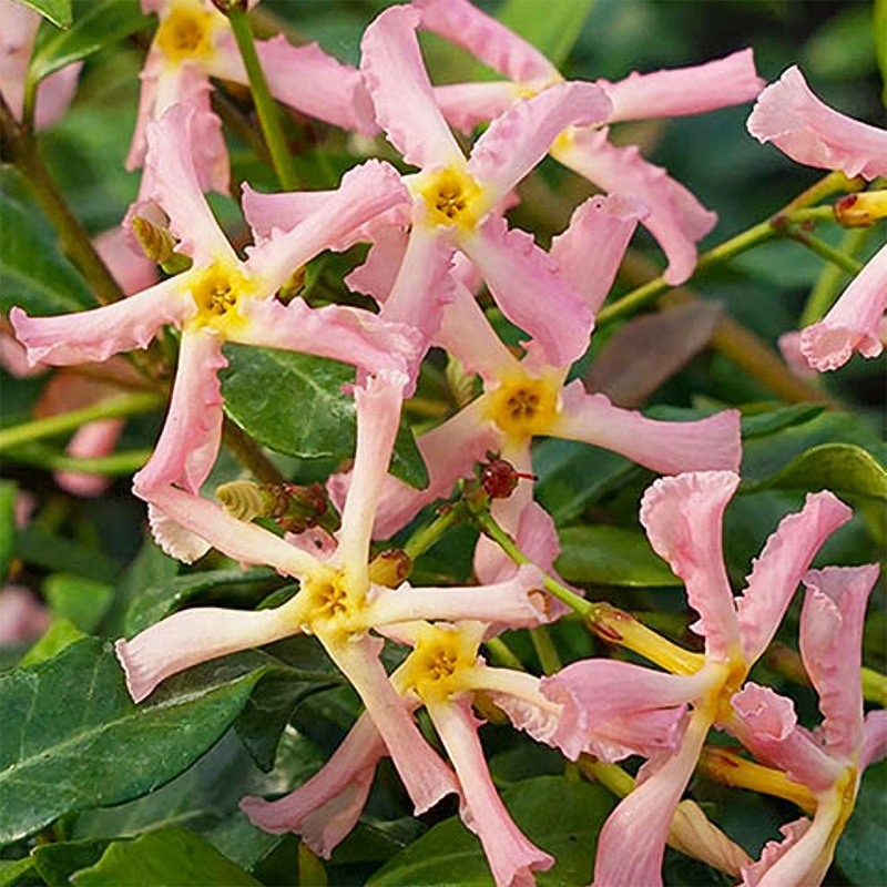 Trachelospermum asiaticum ‘Pink Showers’