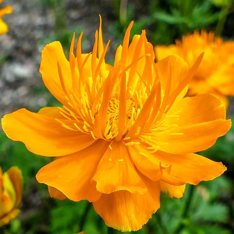 Trollius chinensis ‘Golden Queen’