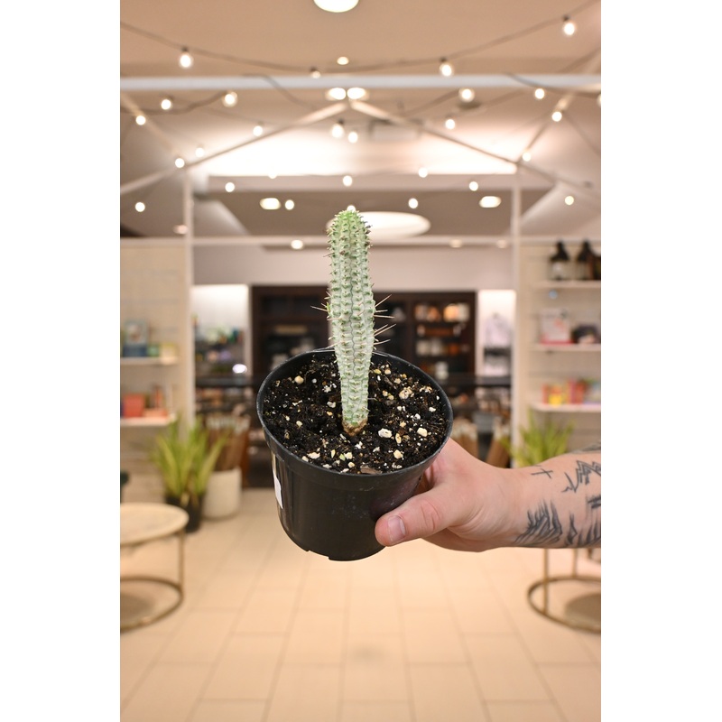 Variegated Corn Cob|4.5″