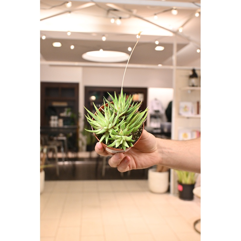 Variegated Haworthia|4″