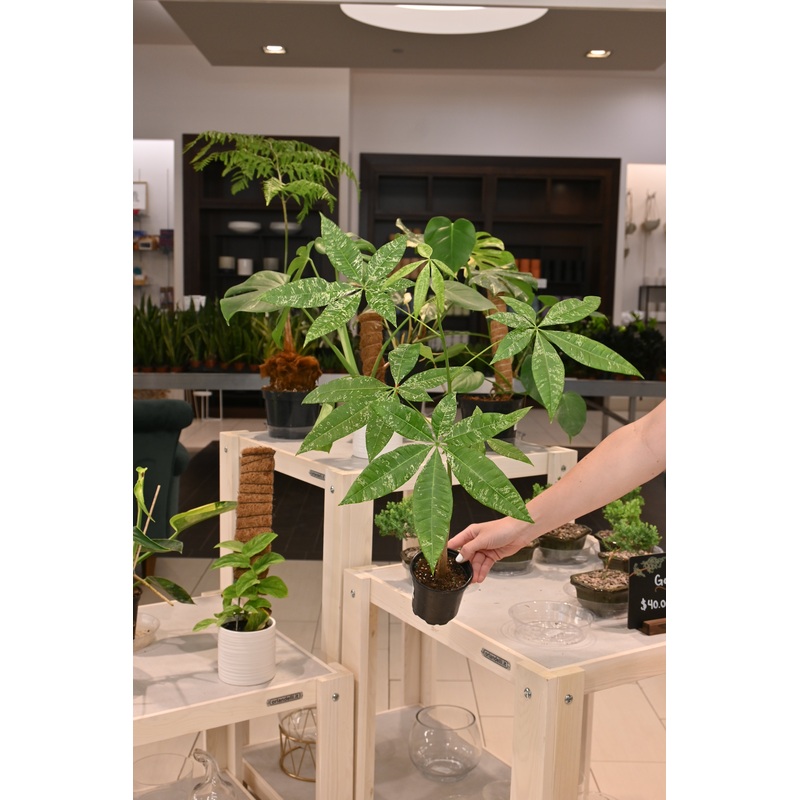 Variegated Money Tree