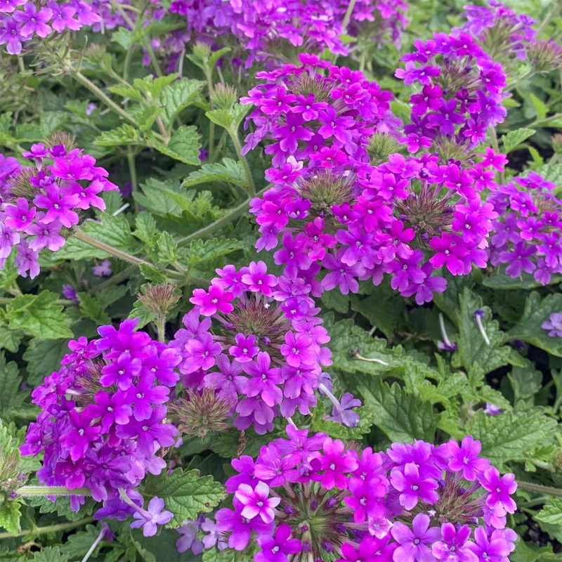 Verbena ‘Homestead Purple’ (Glandularia)