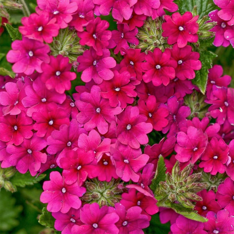 Verbena ‘Superbena Burgundy’ (Glandularia)