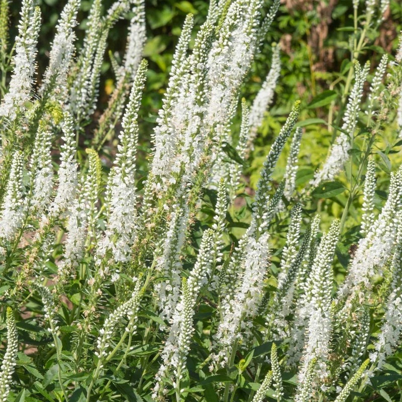 Veronica longifolia ‘Charlotte’