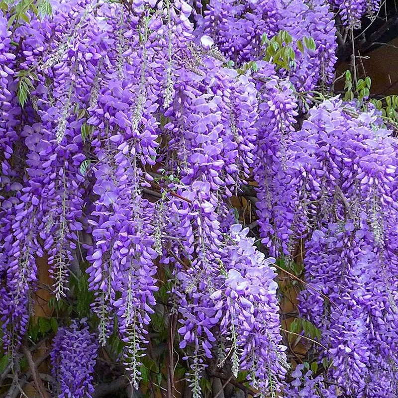 Wisteria floribunda ‘Royal Purple’