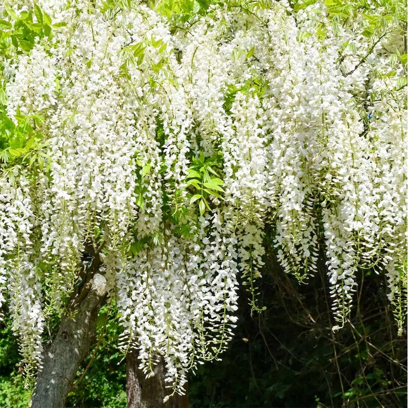 Wisteria floribunda ‘Snow Showers’