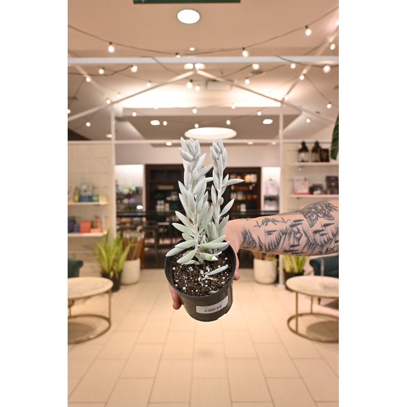 Woolly Senecio Cocoon|4.5″