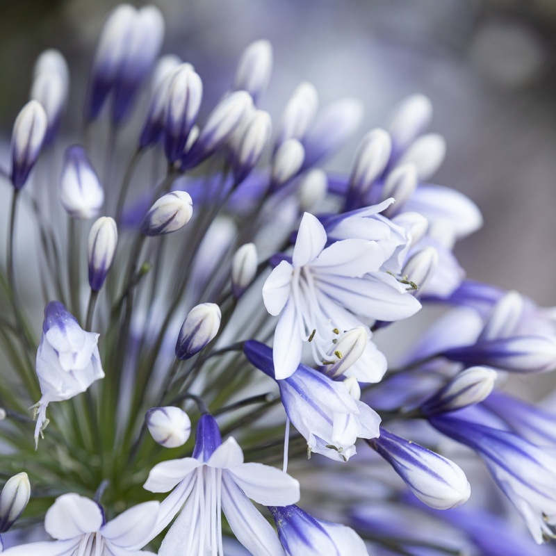 Agapanthus ‘Fireworks’ | 7.5L|Premium Plant in 7.5L Pot