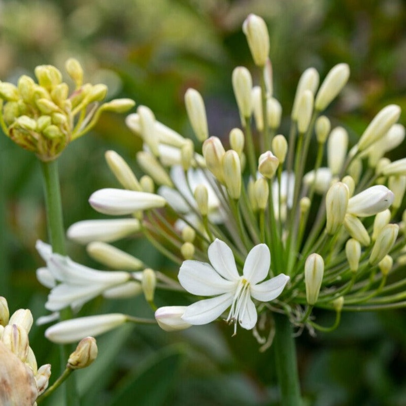 Agapanthus ‘Polar Star’ | 7.5L