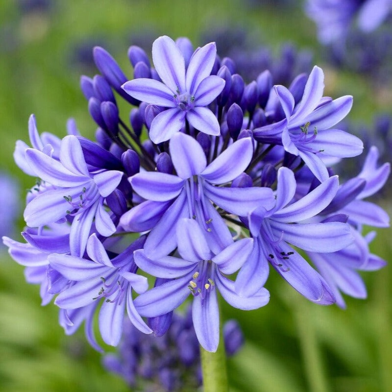 Agapanthus ‘Pretty Heidy’ | 7.5L