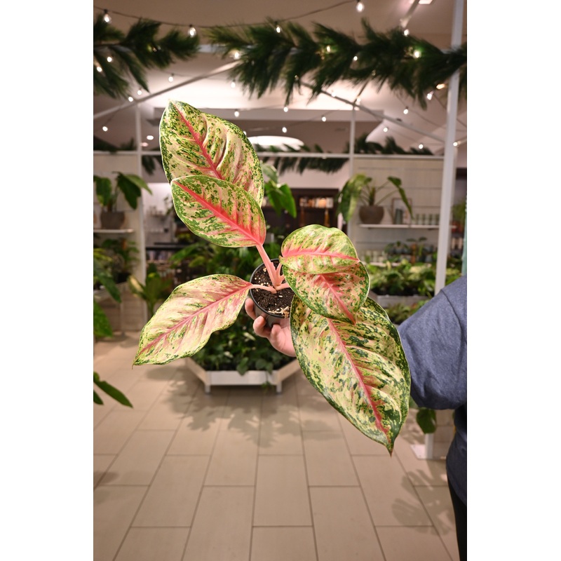 Aglaonema 10 Karat|4″