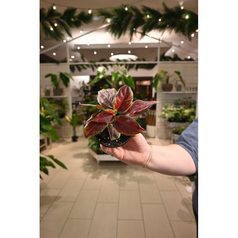 Aglaonema Black Maroon|4″