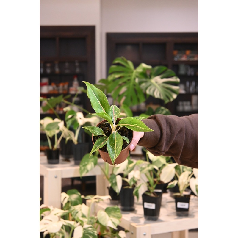 Aglaonema Night Sparkle|4″