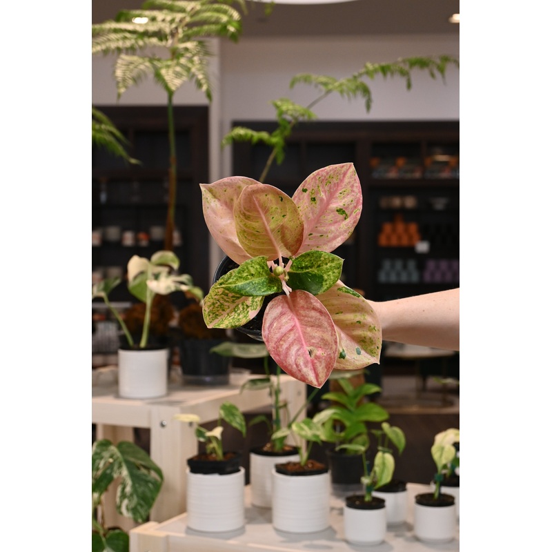 Aglaonema Pink Emerald|4″