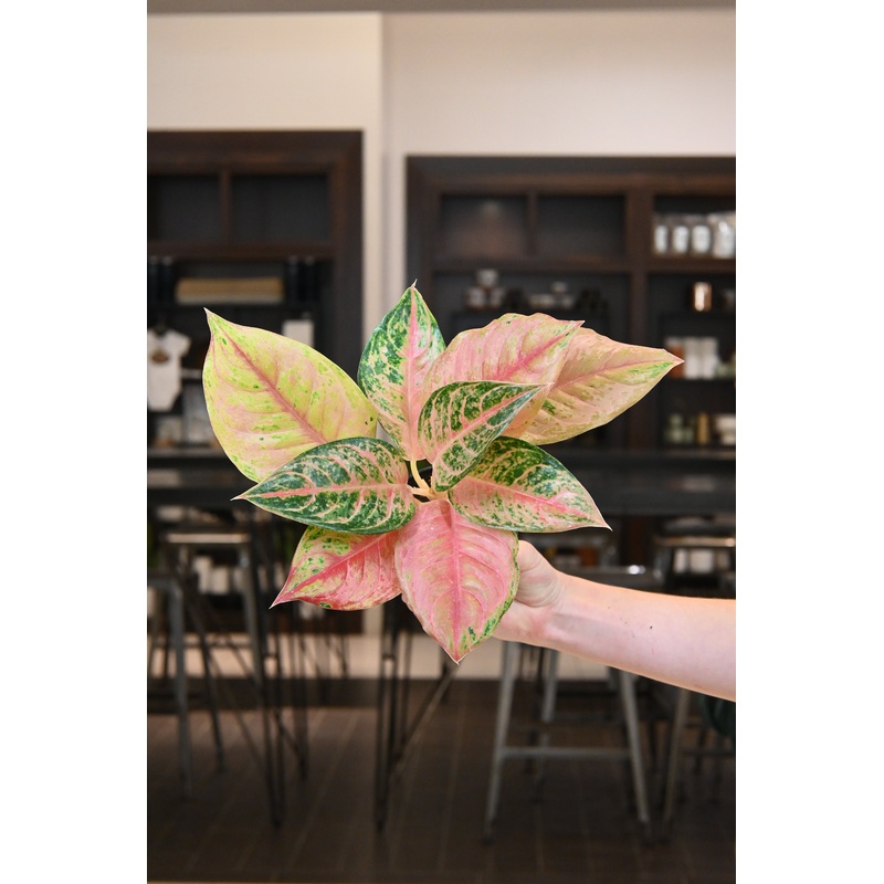 Aglaonema Prakaiphat|4″