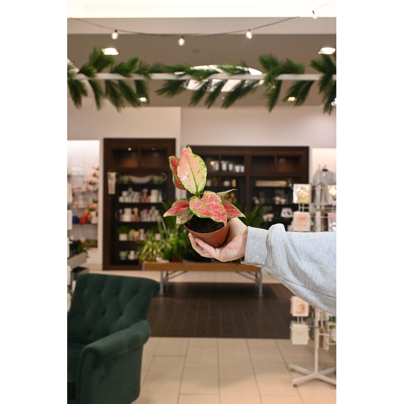Aglaonema Richard|4″