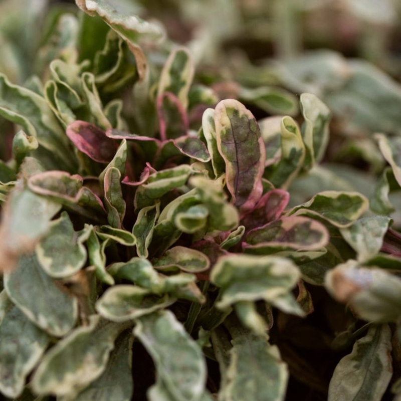 Ajuga ‘Princess Nadia’|Plant in a 1L Pot|3 Garden Ready Plants in 1L Pots