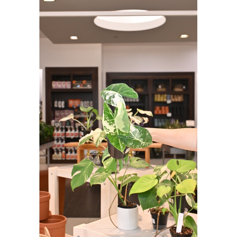 Alocasia Frydek Variegated|4″