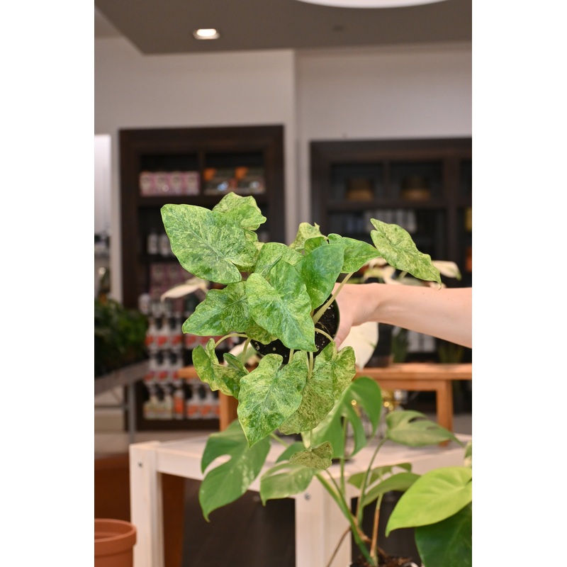 Alocasia Odora ‘Batik’|4″