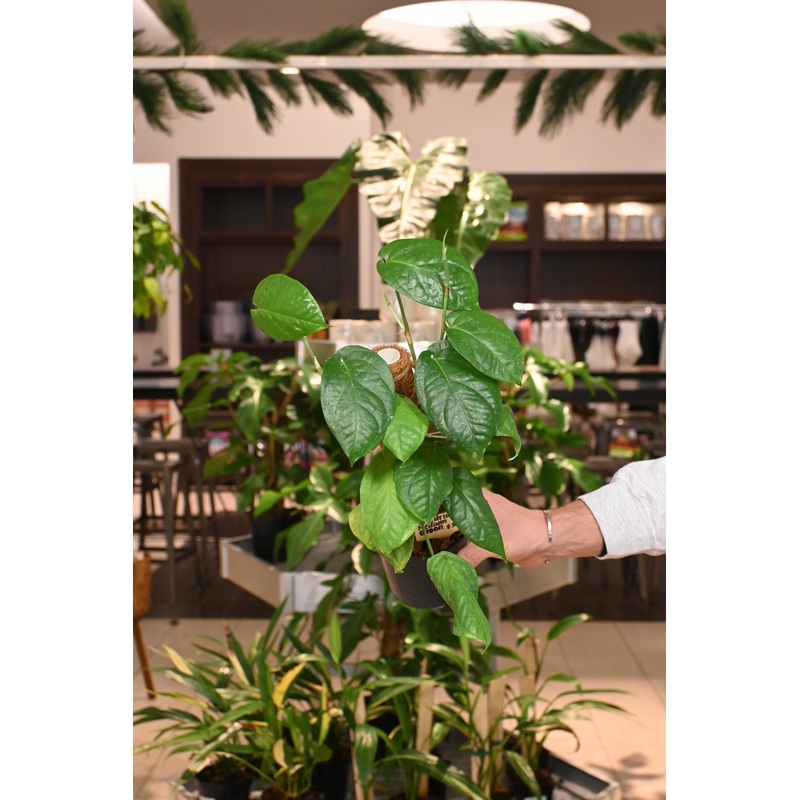 Amydrium Medium Green|3″|4.5″ with Pole|6″