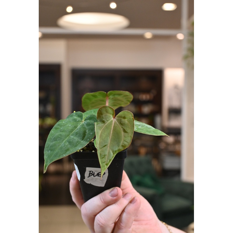 Anthurium Red Crystal (Purple Emergent) x BVEP