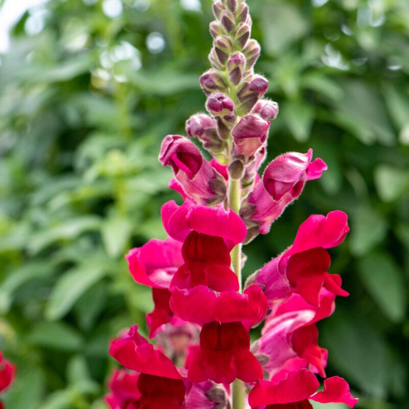 Antirrhinum ‘Sonnet Crimson’|Premium Plant in a 3L Pot