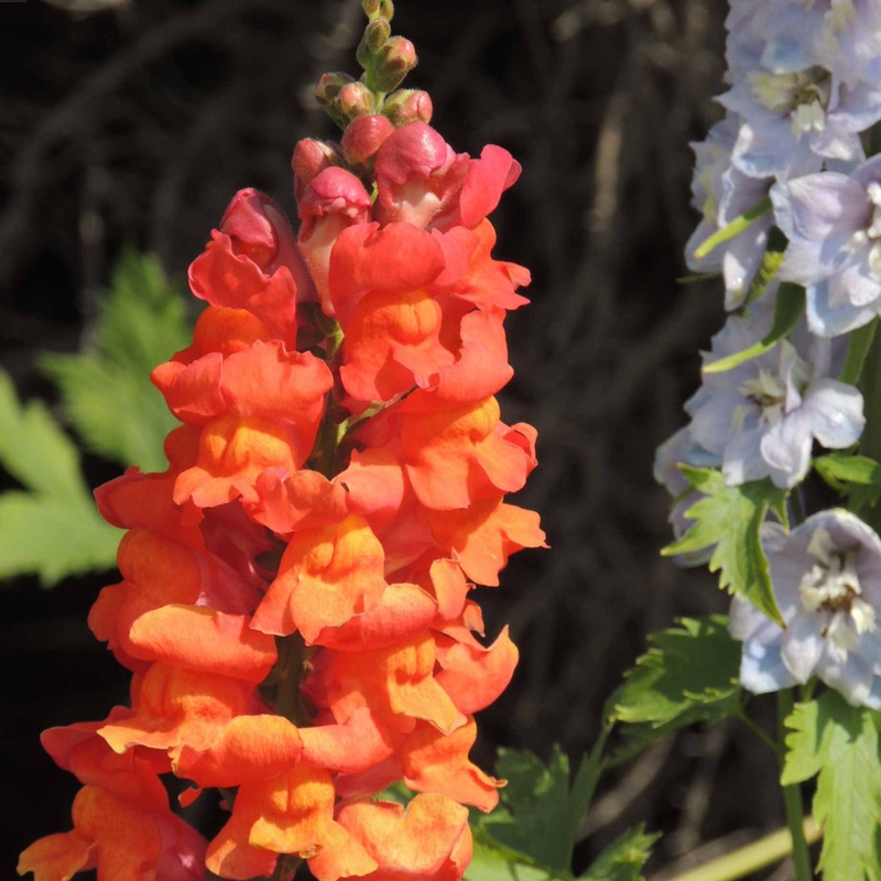 Antirrhinum ‘Sonnet Orange Scarlet’