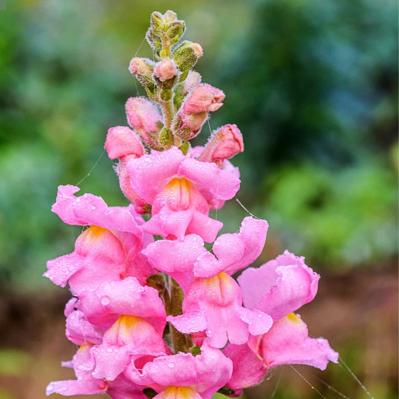 Antirrhinum ‘Sonnet Rose’|Premium Plant in a 2L Pot