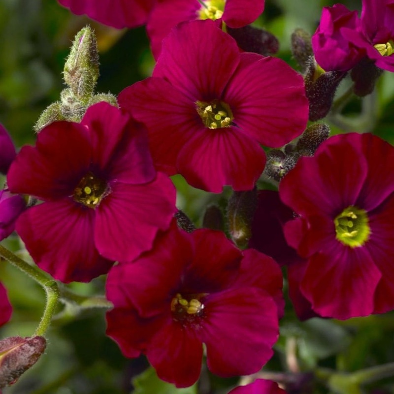 Aubrieta ‘Axcent Burgundy’|Premium Plant in a 2L Pot|3 Premium Plants in 2L Pots