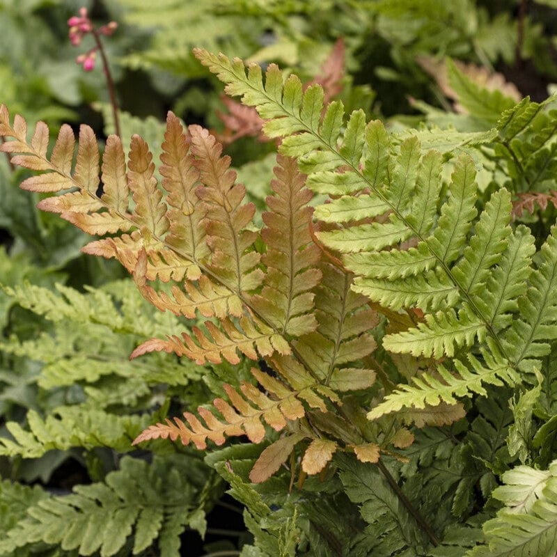 Autumn Fern | Dryopteris erythrosora ‘Brilliance’