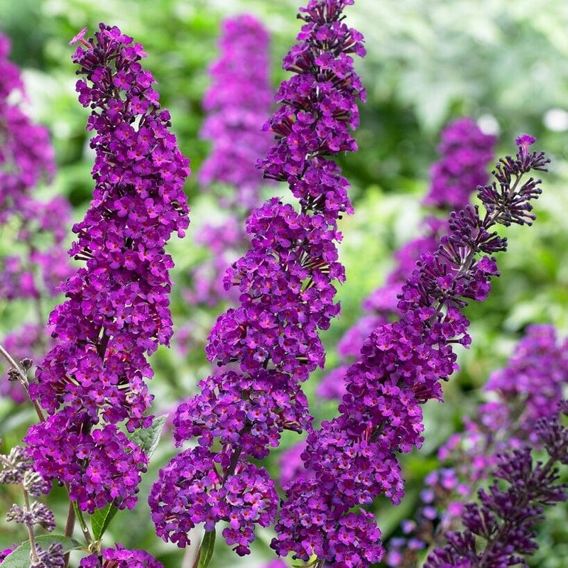 Buddleja davidii ‘Royal Red’ | Butterfly Bush