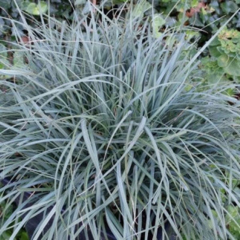 Carex Panicea ‘Pamira’ | Ornamental Grass