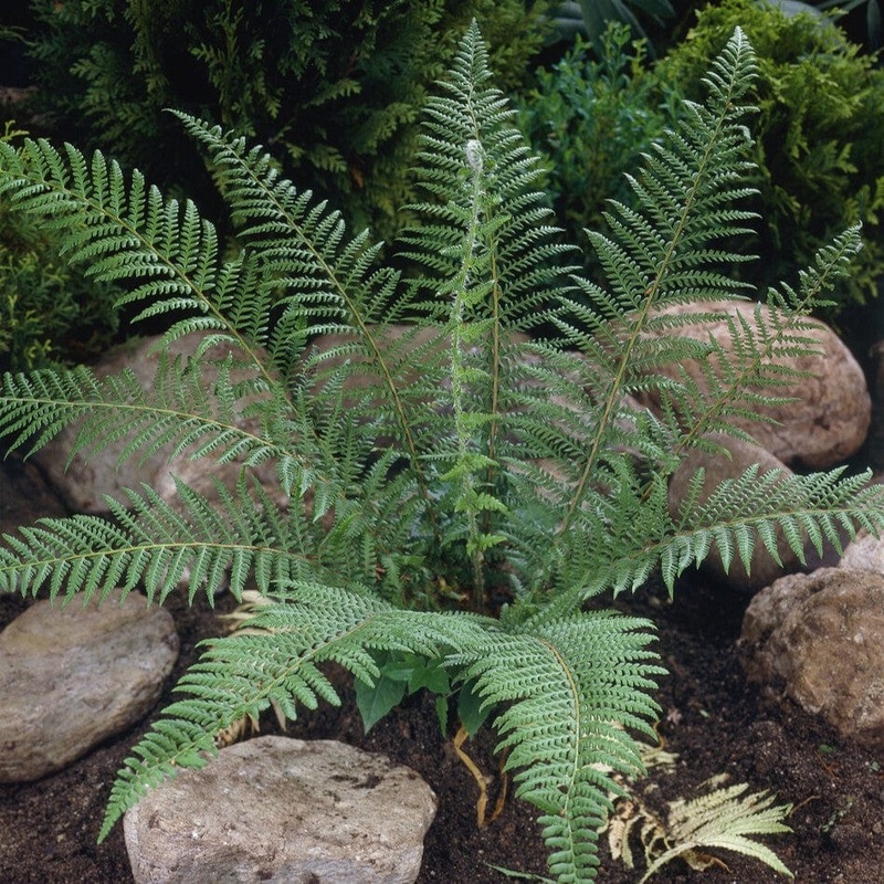 Crested Wood Fern | ‘Cristata The King’