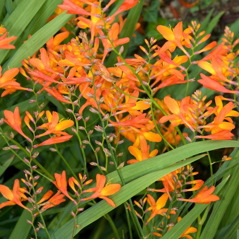 Crocosmia ‘Firestars Scorchio’