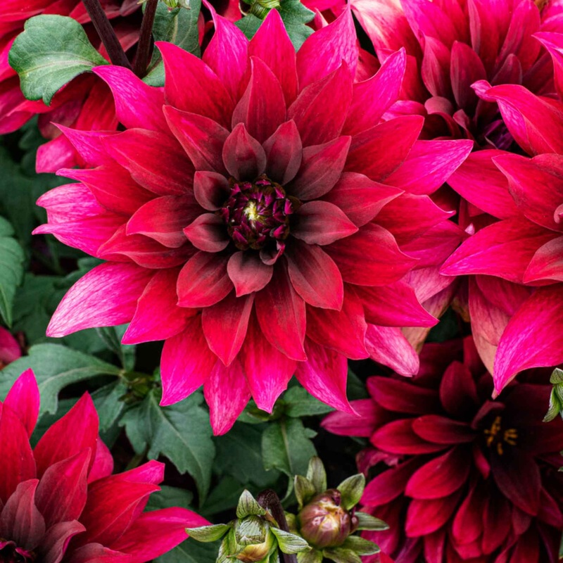 Dahlia ‘Cabernet’|Premium Plant in a 5L Pot