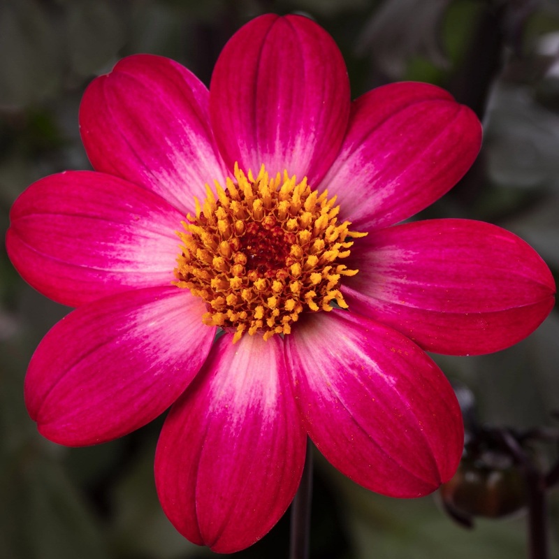 Dahlia ‘Dahlegria Magenta Bicolour’