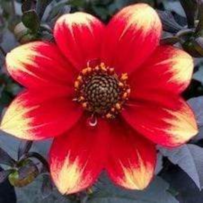 Dahlia ‘Dahlegria Orange Yellow Tip’