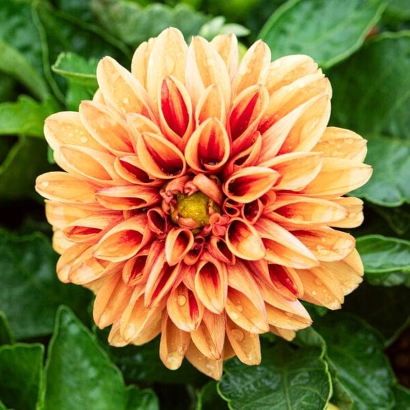 Dahlia ‘Dahlietta Surprise Candy’
