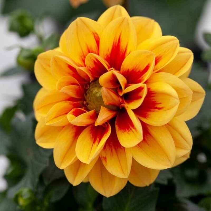 Dahlia ‘Labella Medio Golden Eye’