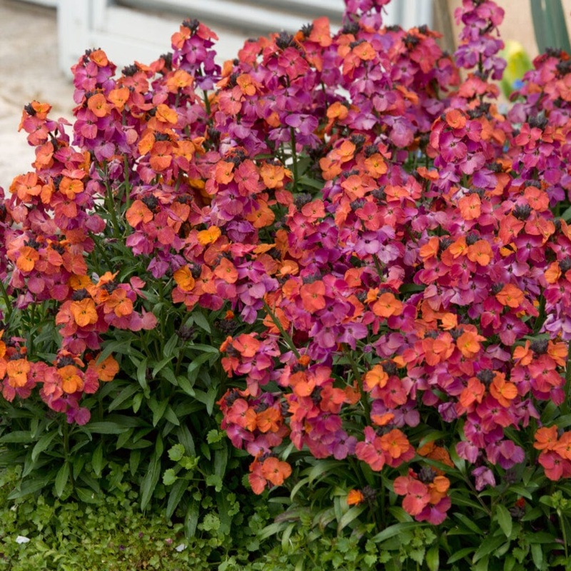 Erysimum ‘Winter Orchid’|Plant in a 1L Pot|3 Garden Ready Plants in 1L Pots
