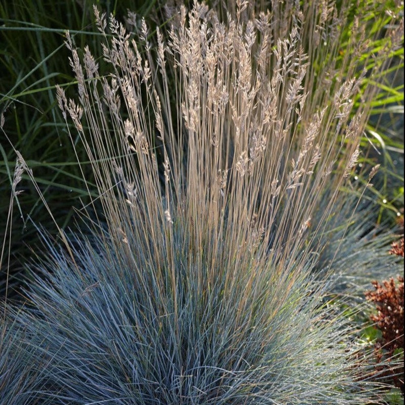 Festuca glauca|Plant in an 11cm Pot|3 Garden Ready Plants in 11cm Pots