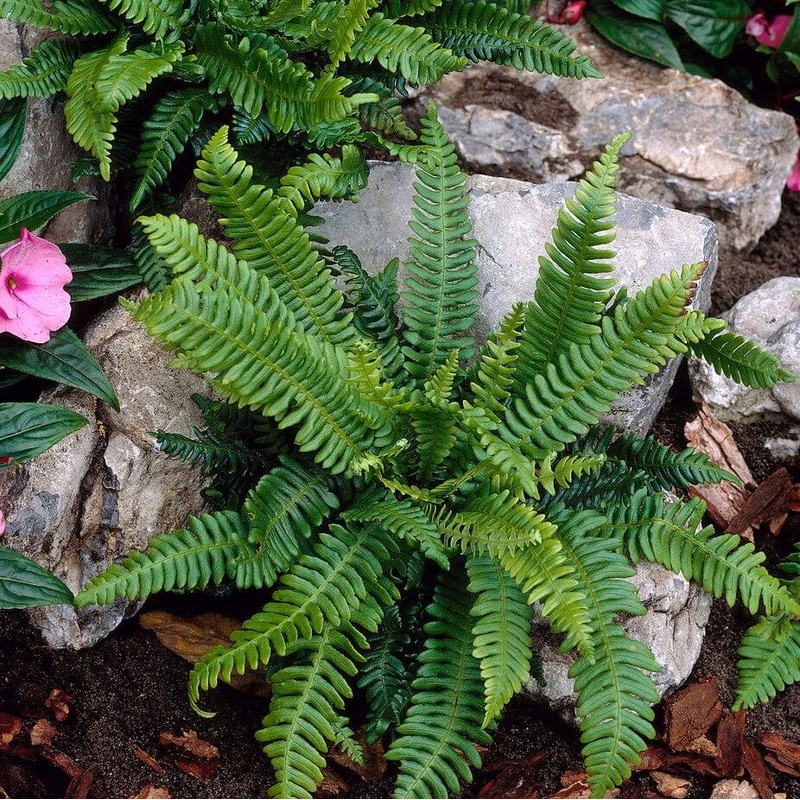 Hard Fern | Blechnum Spicant|3 Plants in 1L Pots